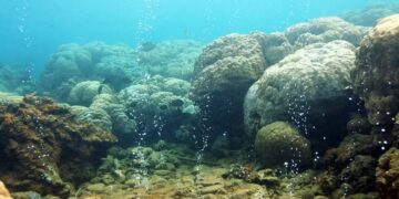 Bad news - the ocean is becoming increasingly acidic and is already threatening marine life and our food security