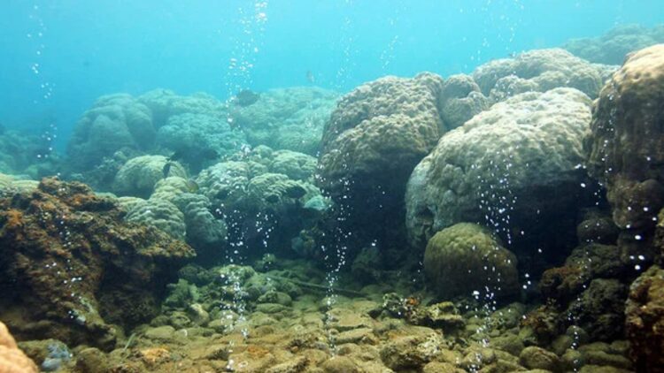 Bad news - the ocean is becoming increasingly acidic and is already threatening marine life and our food security 1 Bad news - the ocean is becoming increasingly acidic and is already threatening marine life and our food security