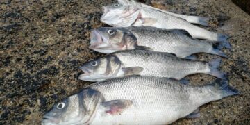 Sea bass on the moon - ESA's most unusual project to breed fish on the moon ends up feeding royal families at a French fish farm