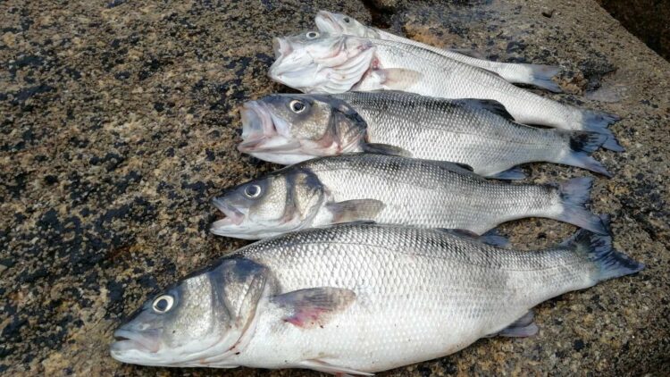 Sea bass on the moon - ESA's most unusual project to breed fish on the moon ends up feeding royal families at a French fish farm