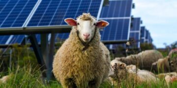 No fertilizer, no machinery - sheep could be the key to making solar energy more efficient and sustainable than we imagined