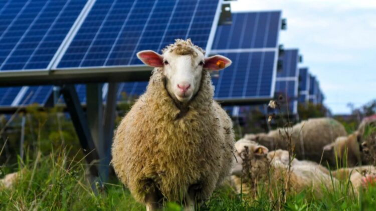 No fertilizer, no machinery - sheep could be the key to making solar energy more efficient and sustainable than we imagined 1 No fertilizer, no machinery - sheep could be the key to making solar energy more efficient and sustainable than we imagined