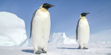 Neither melting ice nor pollution - ship anchors are causing irreversible damage to Antarctica's underwater ecosystem