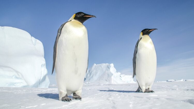 Neither melting ice nor pollution - ship anchors are causing irreversible damage to Antarctica's underwater ecosystem 1 Neither melting ice nor pollution - ship anchors are causing irreversible damage to Antarctica's underwater ecosystem