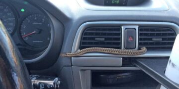 A snake came out of the car's air conditioner and the manufacturer's response left everyone in shock