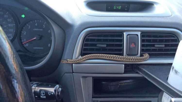 A snake came out of the car's air conditioner and the manufacturer's response left everyone in shock 1 A snake came out of the car's air conditioner and the manufacturer's response left everyone in shock