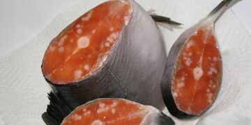 Confirmed - first animal on Earth to live without oxygen discovered and scientists can't believe it