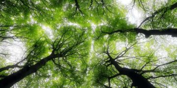 Farewell to humanity - State of the planet's trees worries experts and sends clear message to the world