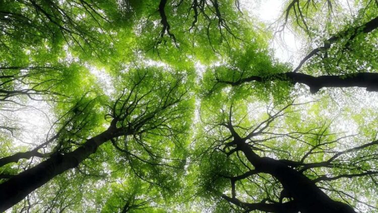 Farewell to humanity - State of the planet's trees worries experts and sends clear message to the world 1 Farewell to humanity - State of the planet's trees worries experts and sends clear message to the world