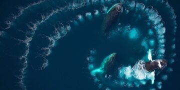 Goodbye to what we thought we knew about whales—bubble rings are a hunting technique that is as precise as it is clever