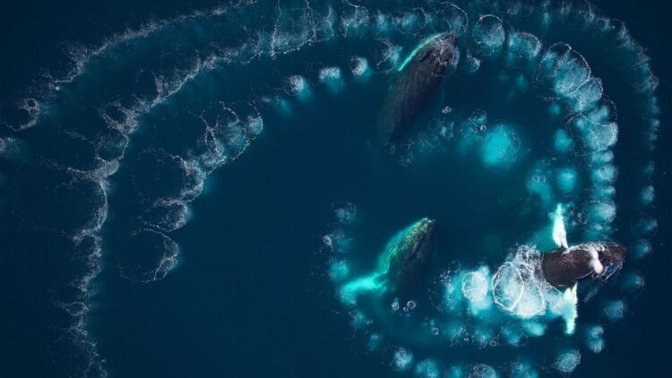 Goodbye to what we thought we knew about whales—bubble rings are a hunting technique that is as precise as it is clever 1 Goodbye to what we thought we knew about whales—bubble rings are a hunting technique that is as precise as it is clever