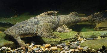 It's official—scientists from the Chinese Academy of Sciences have discovered two previously unknown species of catfish in the Salween and Ayeyarwady rivers