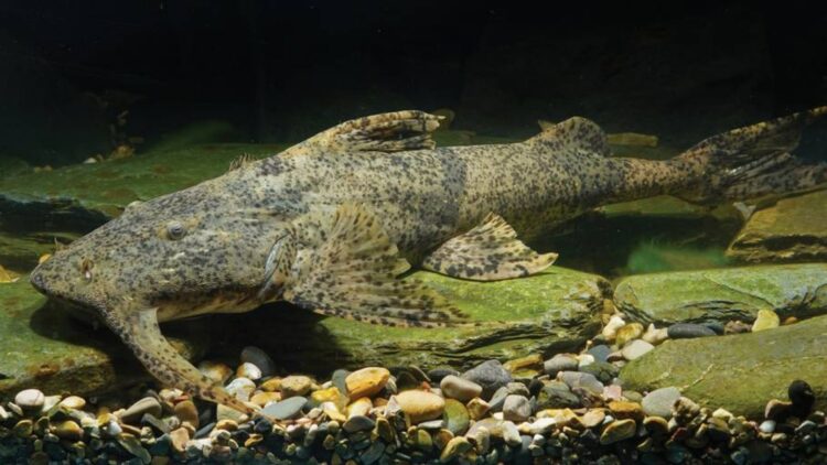 It's official—scientists from the Chinese Academy of Sciences have discovered two previously unknown species of catfish in the Salween and Ayeyarwady rivers