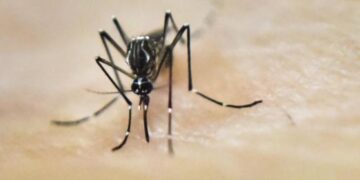 Goodbye microscopes and labs - new AI that detects dangerous mosquitoes in seconds is already saving lives in Africa and could soon reach Florida