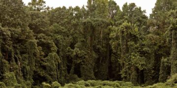 NASA in shock - the Blue Planet is disappearing and the Earth is now going green due to climate change