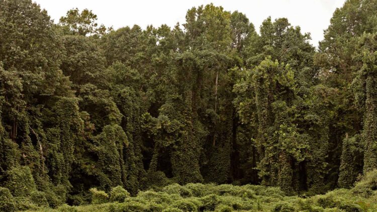 NASA in shock - the Blue Planet is disappearing and the Earth is now going green due to climate change 1 NASA in shock - the Blue Planet is disappearing and the Earth is now going green due to climate change