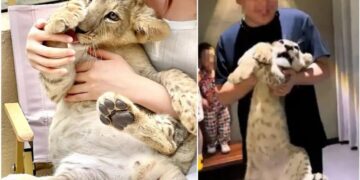 Confirmed - customers pay $150 to hug lions at an upscale restaurant in China... and the reason has set the nets ablaze