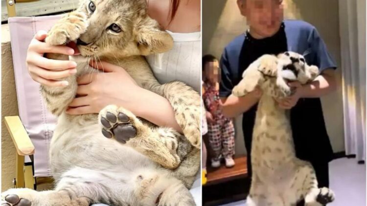 Customers pay $150 to hug lions at an upscale restaurant in China... and the reason has set the nets ablaze 1 Confirmed - customers pay $150 to hug lions at an upscale restaurant in China... and the reason has set the nets ablaze