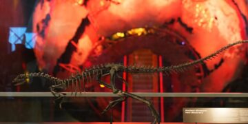 Labrador-sized dinosaur discovered in U.S. - was fast, mysterious and lived 150 million years ago