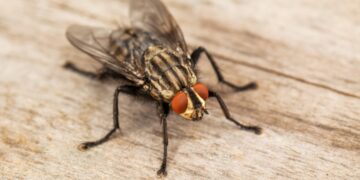 Farewell to flies in the house - the simple home remedy that makes them disappear instantly and is a hit with experts