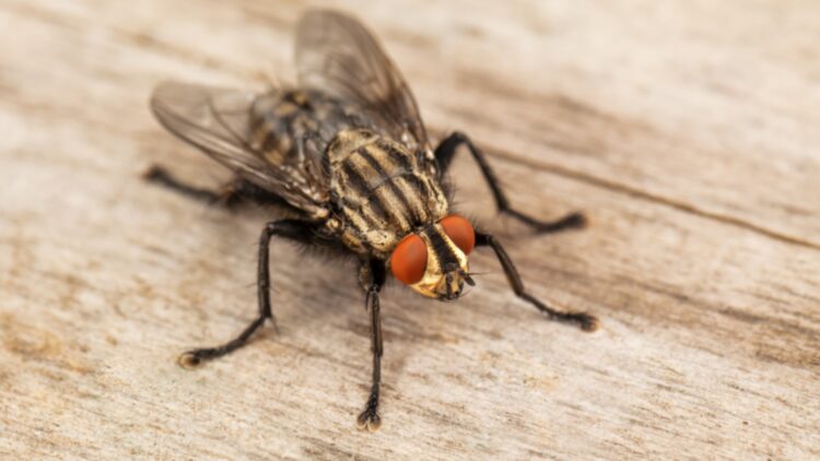 Farewell to flies in the house - the simple home remedy that makes them disappear instantly and is a hit with experts