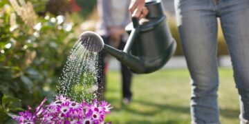 Neither heat nor drought - this is the most common mistake gardeners make in summer that is ruining thousands of plants
