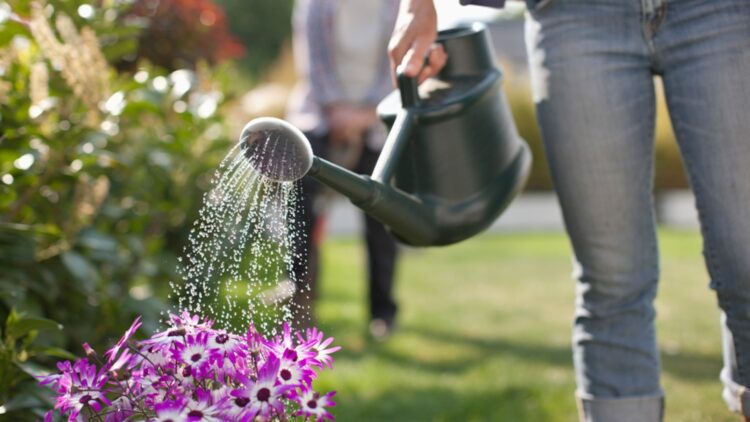 Neither heat nor drought - this is the most common mistake gardeners make in summer that is ruining thousands of plants