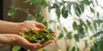 Neither incense nor candles - laurel is the key to attract money and abundance if you place it in this place in your home