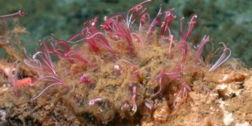 It's Official - Osedax worms existed 100 million years ago and fed on mosasaurs, ichthyosaurs and plesiosaurs