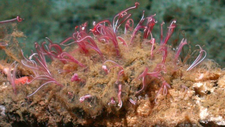 It's Official - Osedax worms existed 100 million years ago and fed on mosasaurs, ichthyosaurs and plesiosaurs