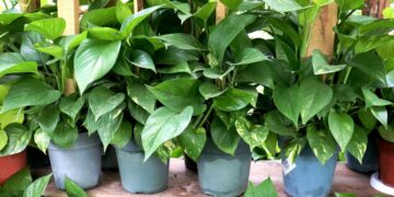 Confirmed by NASA—a simple houseplant in your home can remove most dangerous pollutants from the air