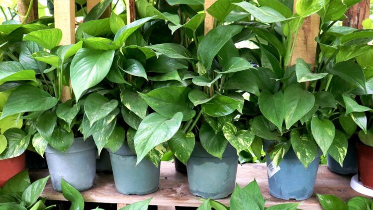 Confirmed by NASA—a simple houseplant in your home can remove most dangerous pollutants from the air
