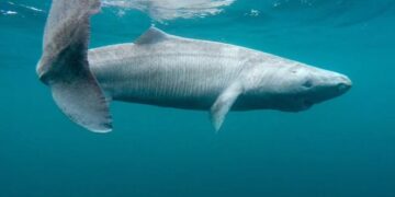 Cow thrown into the depths of the China Sea - scientists wanted to simulate the sinking of a whale