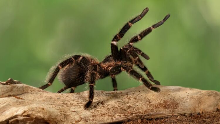 Neither bears nor snakes - the biggest unexpected threat to nature parks this summer are tarantulas in heat - thousands of them invade California, Texas and other southwestern states 1 Neither bears nor snakes - the biggest unexpected threat to nature parks this summer are tarantulas in heat - thousands of them invade California, Texas and other southwestern states