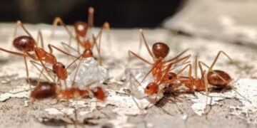 Red alert in Florida - the tawny crazy ant has become one of the worst pests in the country