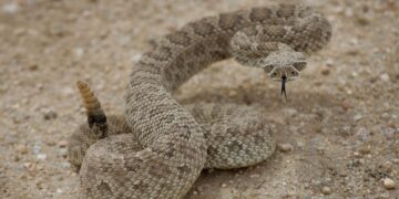 Neither jungle nor desert - this volcanic island in the Gulf of California is the secret paradise of a venomous snake that exists nowhere else on the planet
