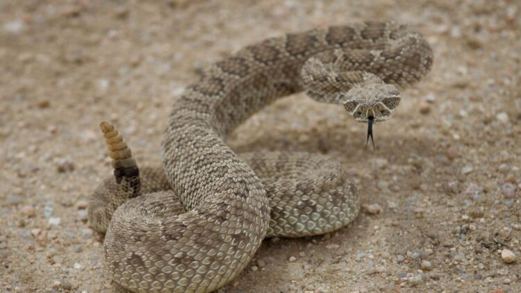 Neither jungle nor desert - this volcanic island in the Gulf of California is the secret paradise of a venomous snake that exists nowhere else on the planet