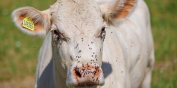 Confirmed - U.S. to use sterilized flies dropped from airplanes to stop a pest that devours live cows in less than two weeks