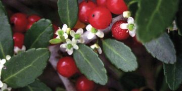 Goodbye to imported coffee—Yaupon tea is making a comeback in the US as a domestic alternative to coffee in the face of tariffs