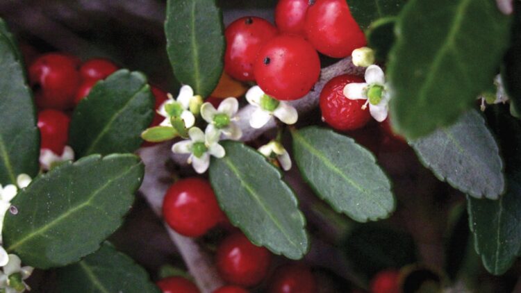 Goodbye to imported coffee—Yaupon tea is making a comeback in the US as a domestic alternative to coffee in the face of tariffs