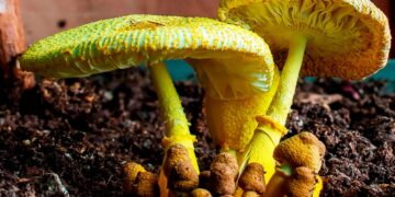 Goodbye to traditional mines—scientists discover a fungus capable of producing gold and are looking for ways to cultivate it in the laboratory