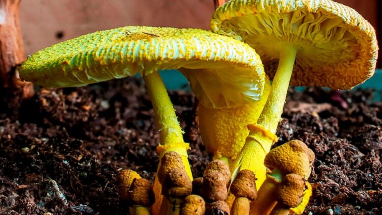 Goodbye to traditional mines—scientists discover a fungus capable of producing gold and are looking for ways to cultivate it in the laboratory 1 Goodbye to traditional mines—scientists discover a fungus capable of producing gold and are looking for ways to cultivate it in the laboratory