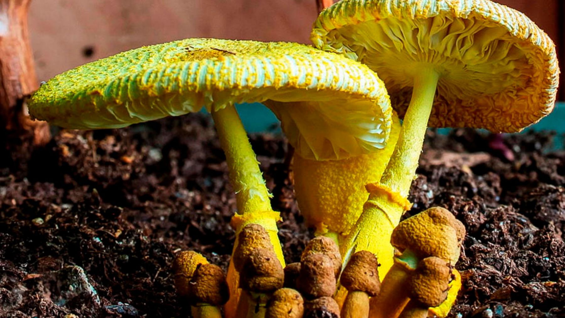 Goodbye to traditional mines—scientists discover a fungus capable of producing gold and are looking for ways to cultivate it in the laboratory