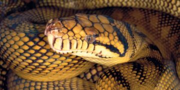 Neither log nor shadow—it was a giant 20-foot python in Australia and this Canadian author's reaction will surprise you