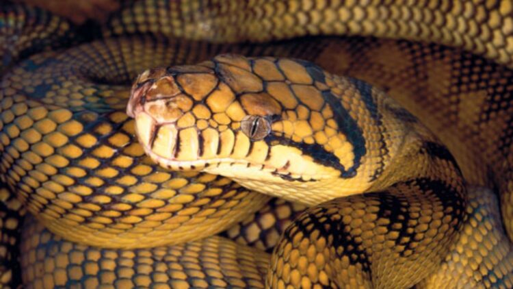 Neither log nor shadow—it was a giant 20-foot python in Australia and this Canadian author's reaction will surprise you