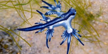Confirmed - poisonous “blue dragon” found in a puddle at Racó de Mar beach in Valencia - this is what this dragon that does not spit fire looks like