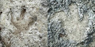 Confirmed—rains in Texas reveal dinosaur footprints dating back more than 110 million years