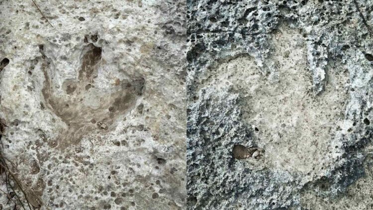 Confirmed—rains in Texas reveal dinosaur footprints dating back more than 110 million years