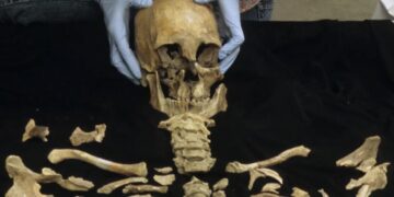 It's official—8,400-year-old skeleton buried with honors by native tribes after two decades of legal and scientific battle