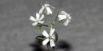 It's official—Scientists revive 32,000-year-old extinct plant in Russia with seeds frozen in Siberian permafrost